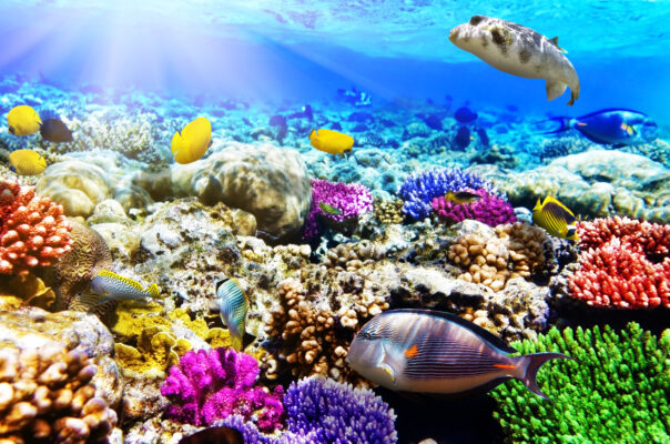 Größten Aquarien der Welt