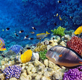12 Tage 4* Iberotel (97% Weiterempfehlung) in Ägypten mit All Inclusive und Transfers nur 217 € 12 Tage 4* Iberotel (97% Weiterempfehlung) in Ägypten mit All Inclusive und Transfers nur 217 €