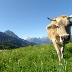 Kurzurlaub in den Alpen für nur 35 € p.P. im sehr guten Hotel mit vielen Extras Kurzurlaub in den Alpen für nur 35 € p.P. im sehr guten Hotel mit vielen Extras