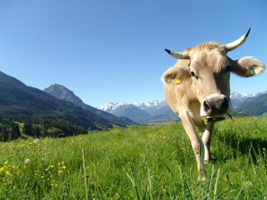 Wälder in Deutschland