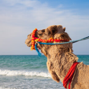 Juni: 7 Tage Djerba, gutes Hotel, All Inclusive und Flug nur 302 € Juni: 7 Tage Djerba, gutes Hotel, All Inclusive und Flug nur 302 €