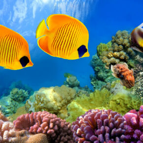 7 Tage Ägypten, gutes 4* Hotel, All Inclusive u. Flug nur 268 € 7 Tage Ägypten, gutes 4* Hotel, All Inclusive u. Flug nur 268 €