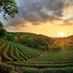 15 Tage Rundreise durch Sri Lanka mit Jeep-Safari, Reiseleitung, Transfers uvm. ab 849 € 15 Tage Rundreise durch Sri Lanka mit Jeep-Safari, Reiseleitung, Transfers uvm. ab 849 €