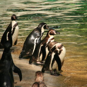 Kölner Zoo Gutschein nur 10,90 € am Tag – ganze 44 % sparen Kölner Zoo Gutschein nur 10,90 € am Tag – ganze 44 % sparen
