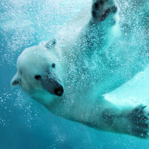 Zoom Erlebniswelt: 2 Tage im TOP 3* Hotel inkl. Frühstück & Zoo ab 55€ Zoom Erlebniswelt: 2 Tage im TOP 3* Hotel inkl. Frühstück & Zoo ab 55€