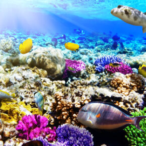 Ägypten: 7 Tage Hurghada mit 5* Juniorsuite, All Inclusive, Flug & Transfer nur 449€ Ägypten: 7 Tage Hurghada mit 5* Juniorsuite, All Inclusive, Flug & Transfer nur 449€