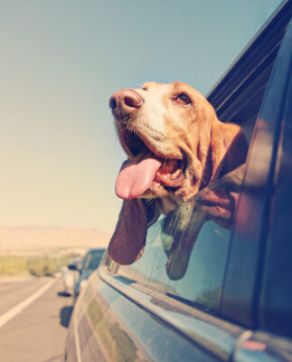 Hund im Auto