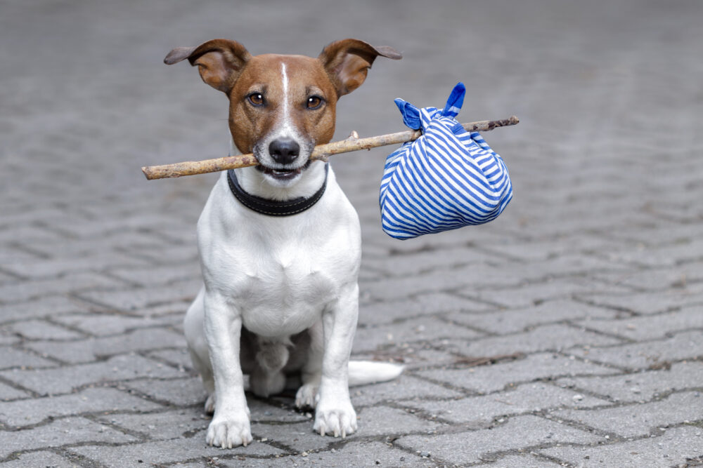 Hund auf Reisen