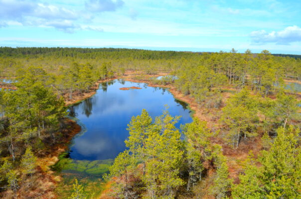 Viru Moor in Estland