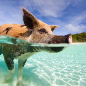 Besucht die schwimmenden Schweine: 6 Tage Bahamas inkl. Flug & Hotel nur 844 € Besucht die schwimmenden Schweine: 6 Tage Bahamas inkl. Flug & Hotel nur 844 €