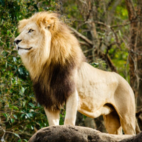 Gutschein Zoo Duisburg: Spare 41 % bei deinem Tagesticket für nur 9,90€ Gutschein Zoo Duisburg: Spare 41 % bei deinem Tagesticket für nur 9,90€