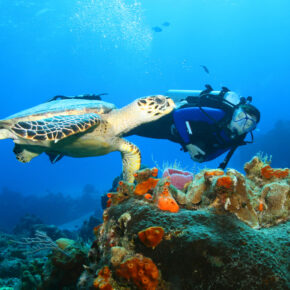Mexikos Trauminsel: 15 Tage auf Cozumel mit TOP Hotel & Direktflug nur 579€