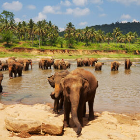 Südafrika: 15 Tage Johannesburg & Kruger Nationalpark mit Unterkunft & Flug nur 697€ Südafrika: 15 Tage Johannesburg & Kruger Nationalpark mit Unterkunft & Flug nur 697€