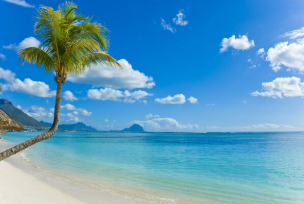 Mauritius Palmen