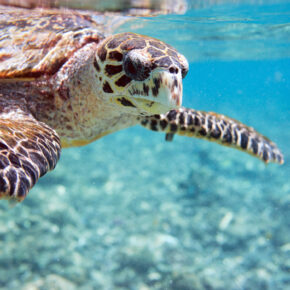 Traumurlaub: 10 Tage Seychellen mit gutem Hotel & Flügen nur 696€ Traumurlaub: 10 Tage Seychellen mit gutem Hotel & Flügen nur 696€
