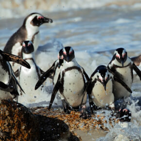 Keine Besucher wegen Corona: Pinguine erkunden Aquarium in Chicago selbst