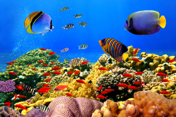 Ägypten Korallenriff