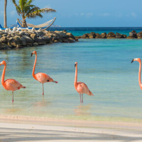 Traumurlaub Karibik: 9 Tage Aruba mit TOP 3.5* Apartment, Flug & Transfer nur 599€ Traumurlaub Karibik: 9 Tage Aruba mit TOP 3.5* Apartment, Flug & Transfer nur 599€