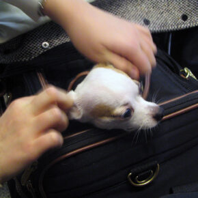 Fliegen mit Hund: Tipps und Regeln der Airlines Fliegen mit Hund: Tipps und Regeln der Airlines
