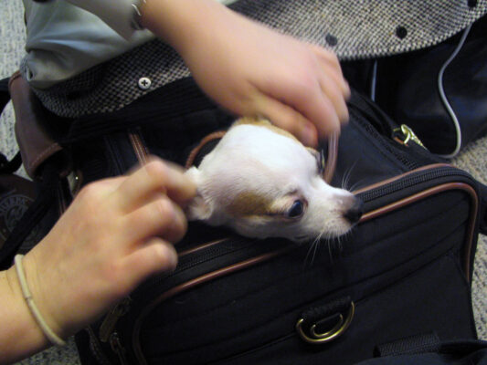 Fliegen mit Hund im Koffer