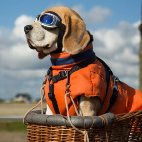 Drama an Bord: Hund stirbt in Flugzeug-Gepäckablage Drama an Bord: Hund stirbt in Flugzeug-Gepäckablage