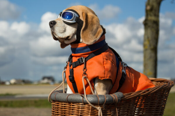 Fliegen mit Hund Pilot