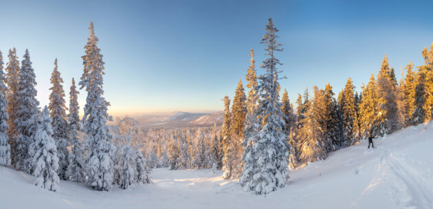 Winterpanorama im Wald