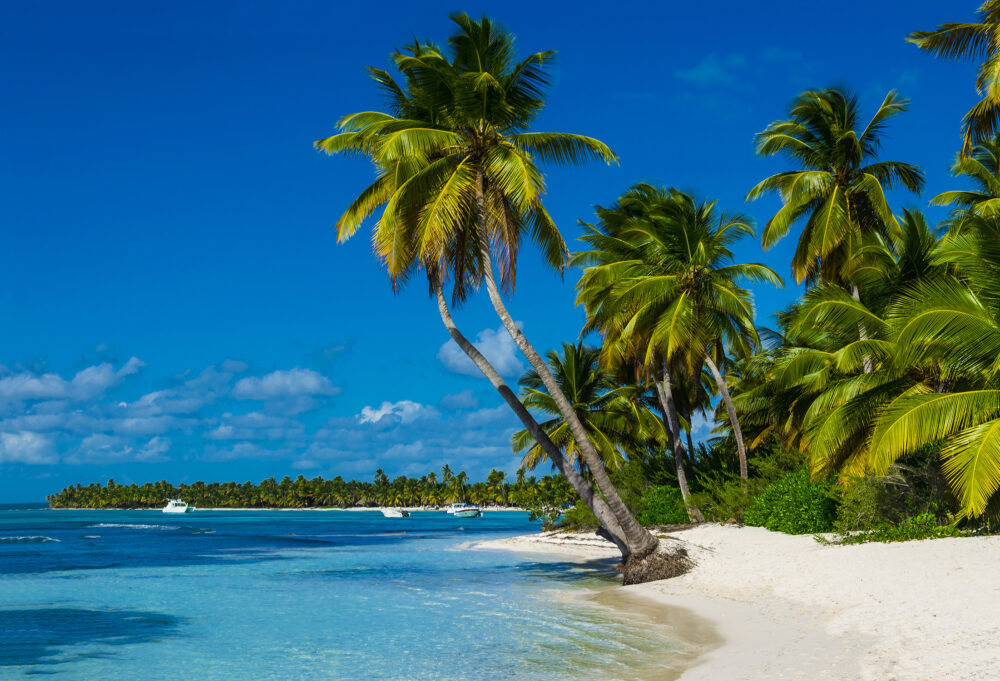 Tobago Palmen Strand