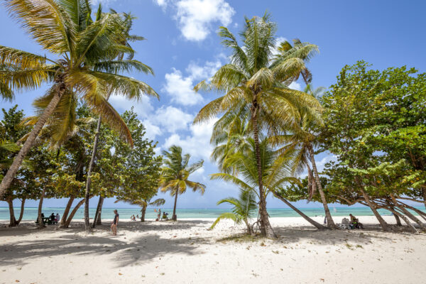 Tobago Strand Palmen