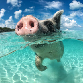 Bahamas Schweine: Schwimmende Schweinchen am Traumstrand