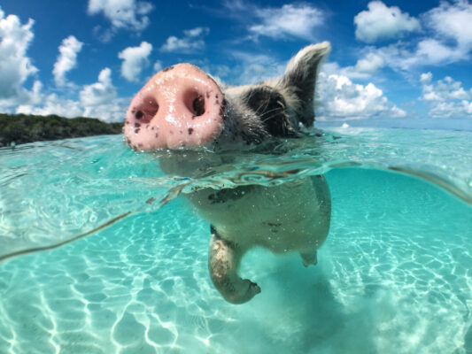 Bahamas Schweine