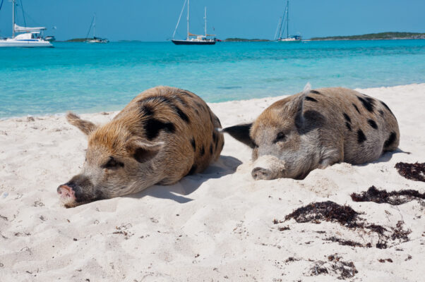 Bahamas Schweine