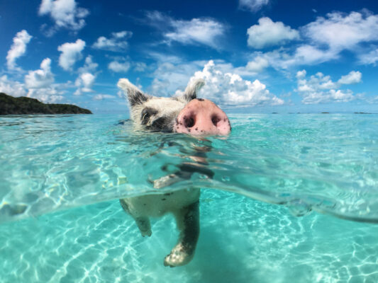 Bahamas Schwein Schwimmen