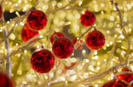 Christmas Garden Gutschein 2023/2024: Tickets für Berlin, Stuttgart, Hamburg, Dresden & ...