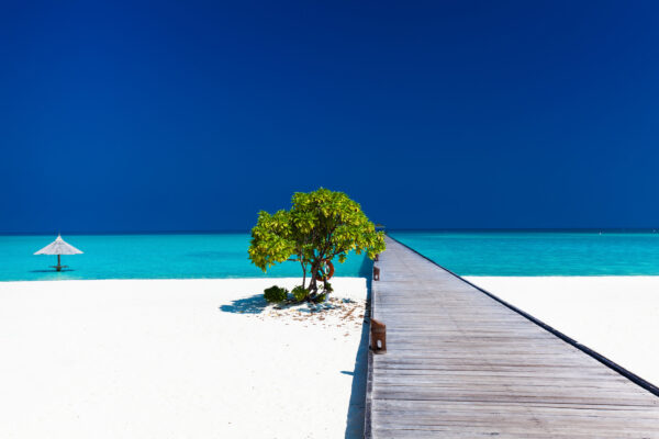 Malediven Baum am Strand