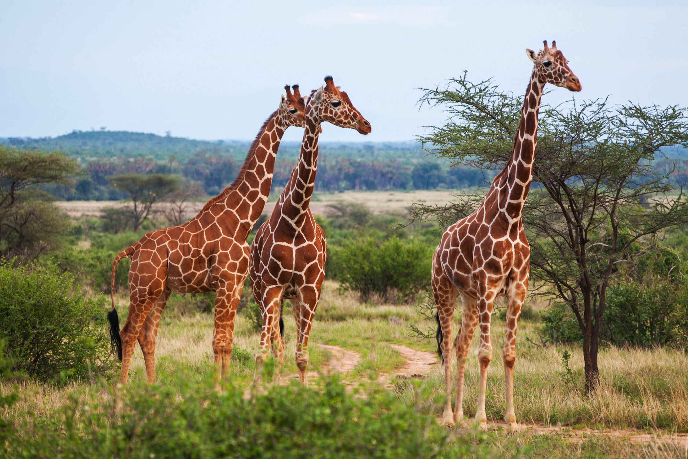 Giraffe Manor Hotel - frühstücken mit Giraffen - Urlaubstracker.de
