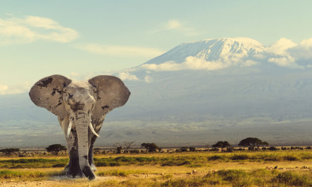 Afrika Tansania Elefant