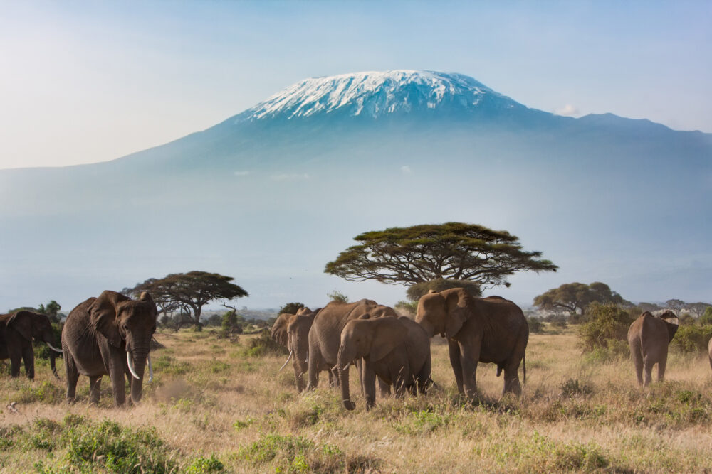 Afrika Tansania Elefanten Berg