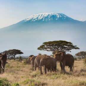 Afrika Tansania Elefanten Berg