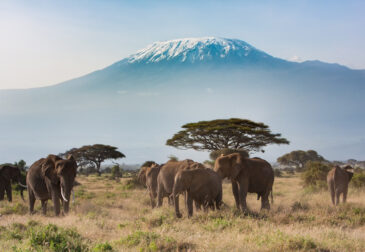 Abenteuer Afrika: 14-tägige Tansania-Rundreise inkl. Sansibar Badeaufenthalt für 4599€