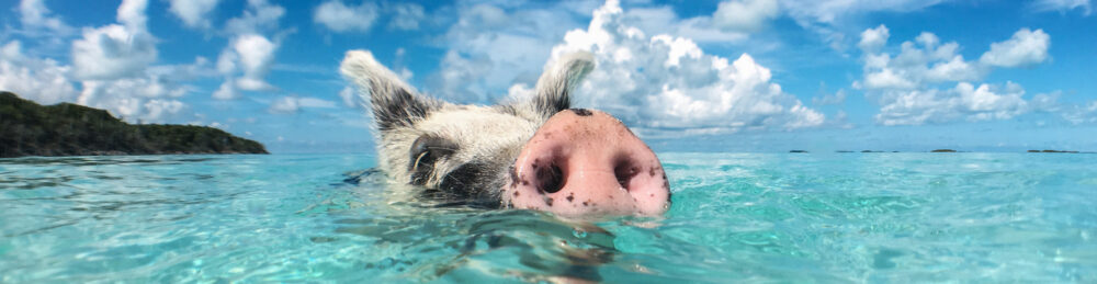Bahamas Schwein Schwimmen Panorama
