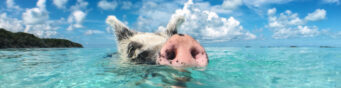 Wahnsinn! Hin- und Rückflüge für 15 Tage auf die Bahamas nur 574€