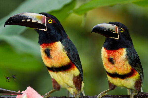Belize Vögel Exotik
