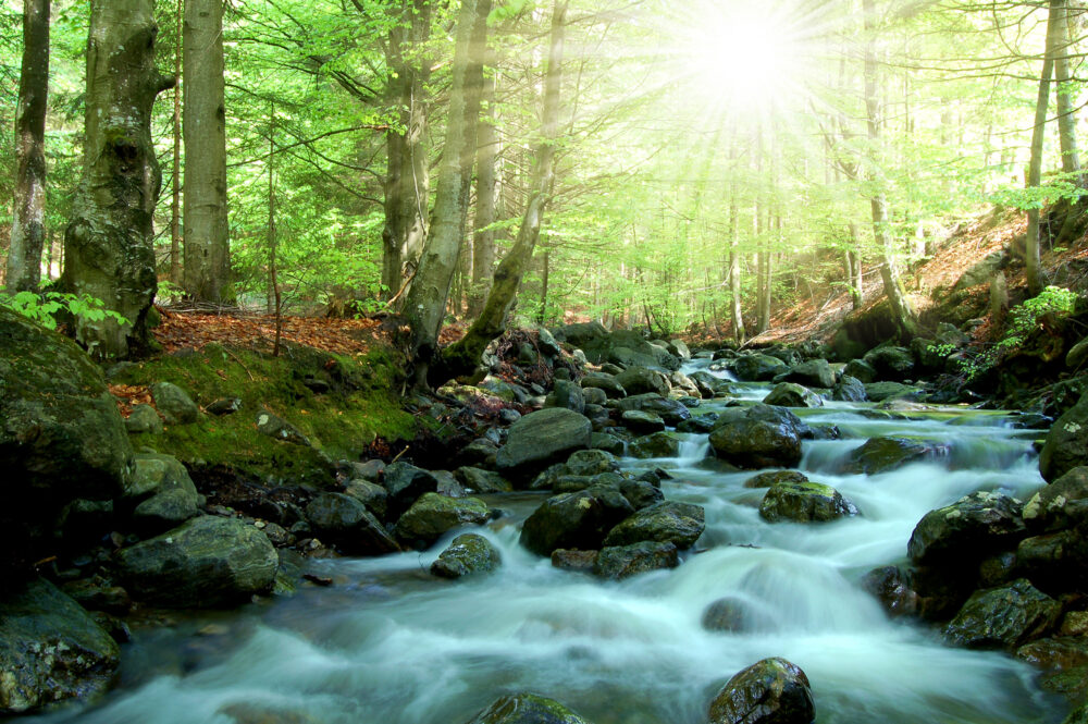 Deutschland Bayerischer Wald Bach