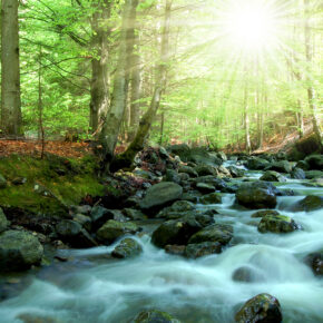 Deutschland Bayerischer Wald Bach