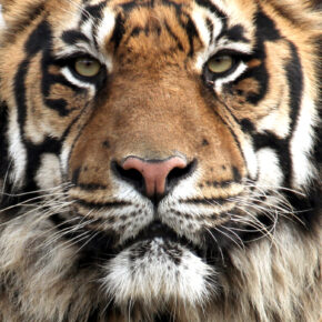 Zoo Wilhelma + Städtetrip Stuttgart: 2 Tage im TOP 3* Hotel mit Zoo-Eintritt & Frühstück ab 49€ Zoo Wilhelma + Städtetrip Stuttgart: 2 Tage im TOP 3* Hotel mit Zoo-Eintritt & Frühstück ab 49€