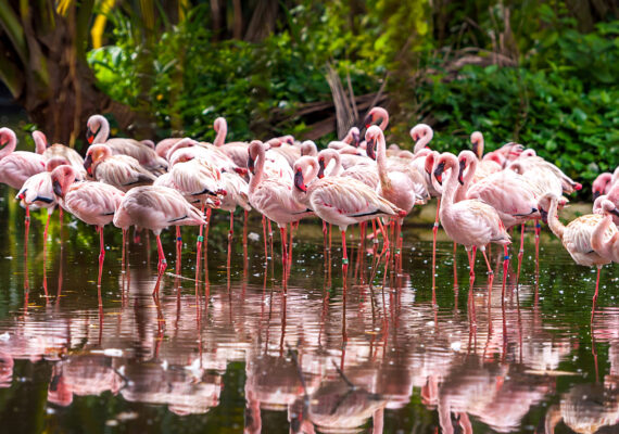 USA Everglades Flamingo