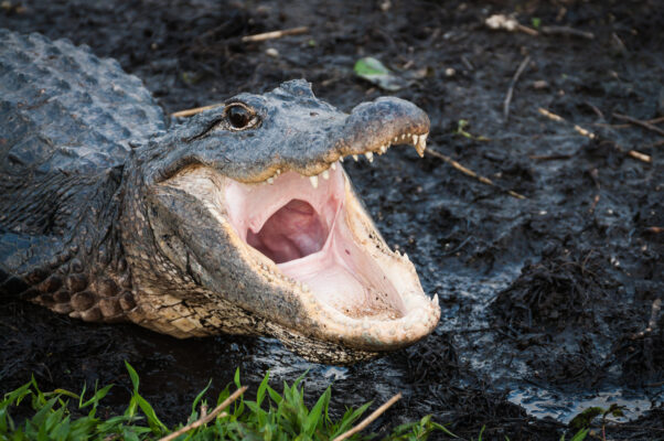 USA Everglades Krokodil