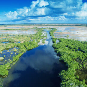 Everglades Tour: Ein Trip durch die sumpfigen Feuchtgebiete Floridas