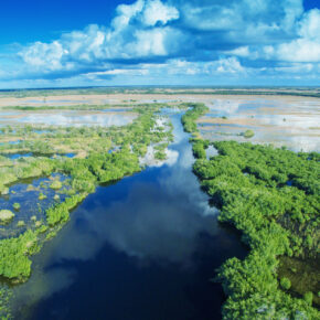 Everglades Tour: Ein Trip durch die sumpfigen Feuchtgebiete Floridas Everglades Tour: Ein Trip durch die sumpfigen Feuchtgebiete Floridas